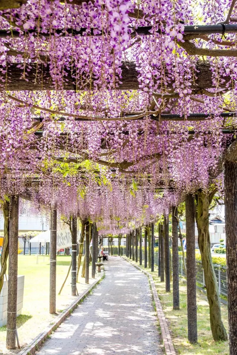 🐠 시부카와 마린 수족관(다마노 해양 박물관) 이미지 8